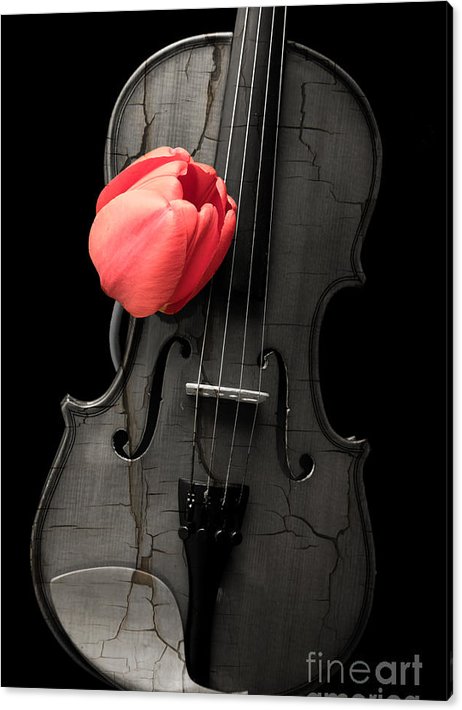 Music Lover special price for a limited time.