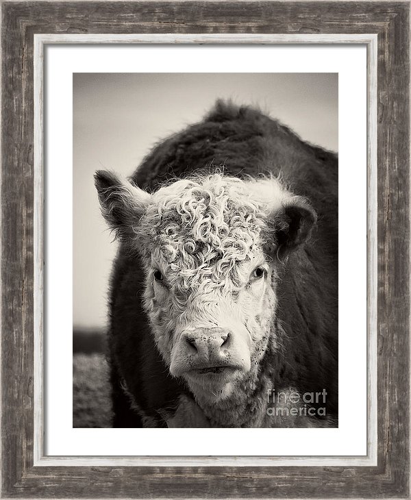 Cow portrait by Edward M. Fielding