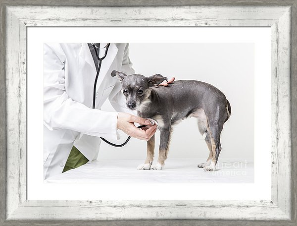 Scared little dog at the vet