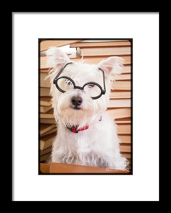 Tiki the Westie as Smart Doggie