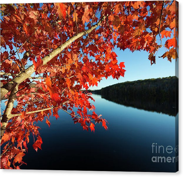 Limited Time Promotion