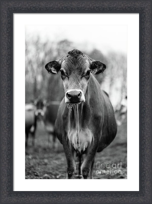 Black and white photograph of a cow