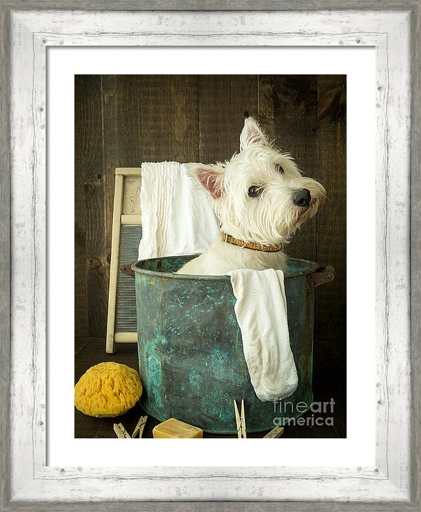 Westie Photograph