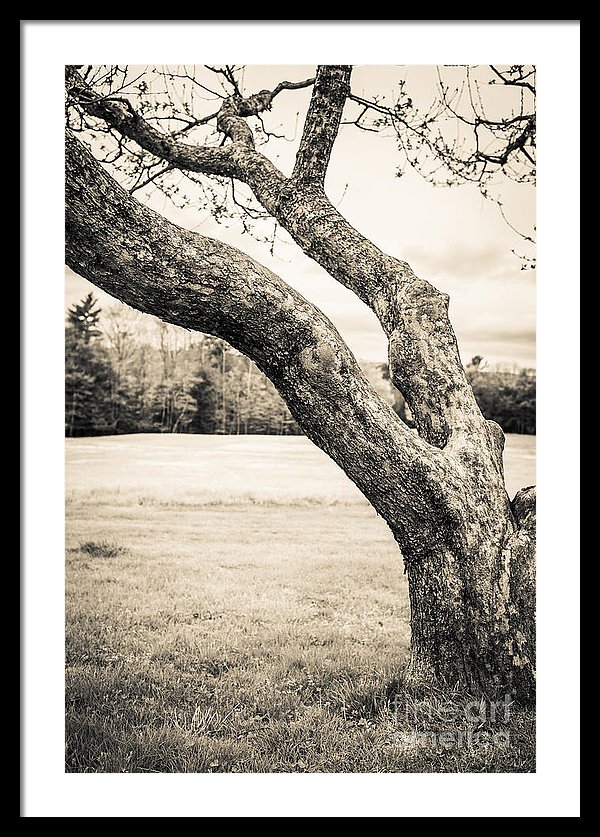 Meet me under the old apple tree