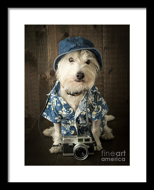 take better dog photos