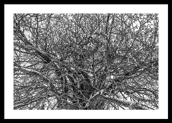 What is that large tree photograph in Randall's living room?