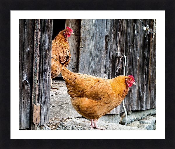 Chickens at the Barn fine art photography