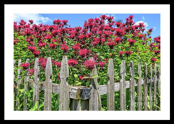 A beautiful garden of bee balm flowers.