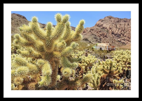 Desert Cactus Teddy Bear Cholla Eldorado Canyon Nevada