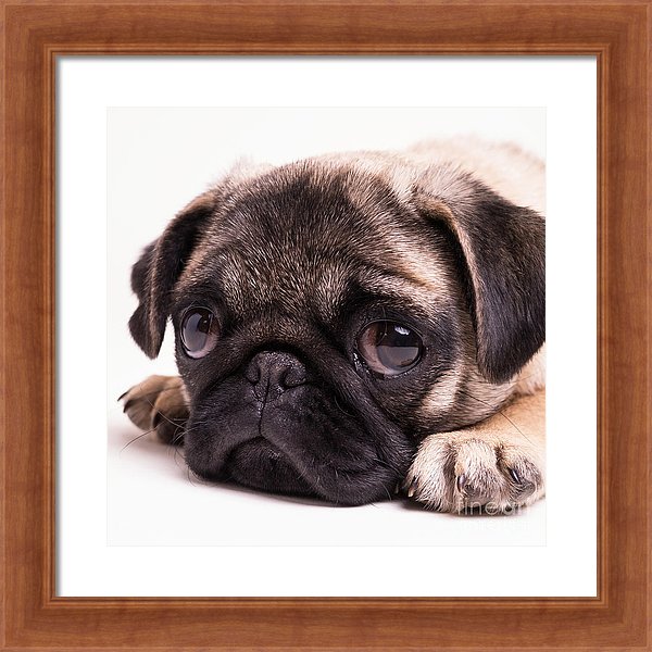 Cute pug puppy photograph by Edward M. Fielding