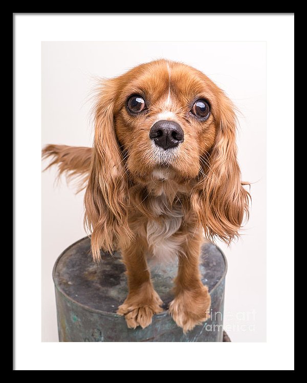 Cavalier King Charles Spaniel For Sale