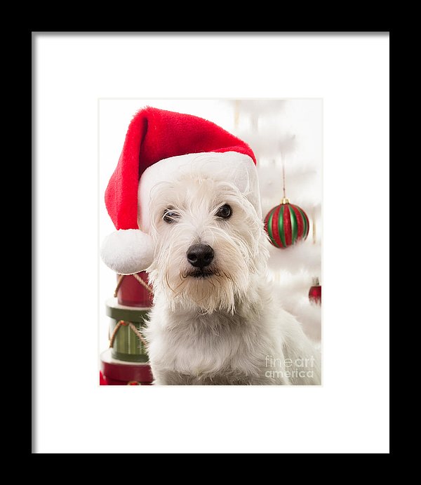 Santa Dog by Edward M. Fielding