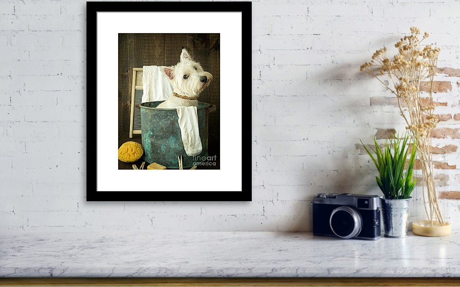 Wash Day - time to wash the dog!