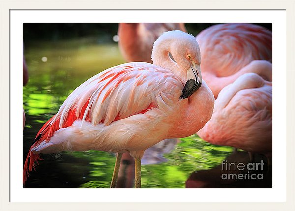 Flamingo Photograph by Edward M. Fielding