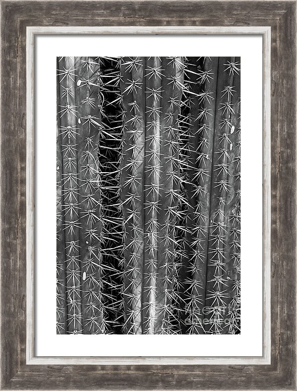Saguaro Cactus Bw 2