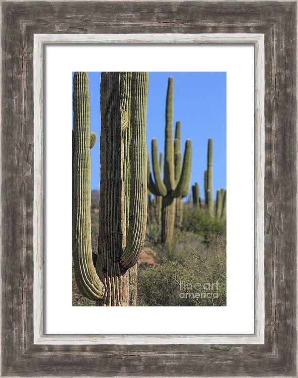 Saguaro Cactus In The Arizona Desert Framed Print