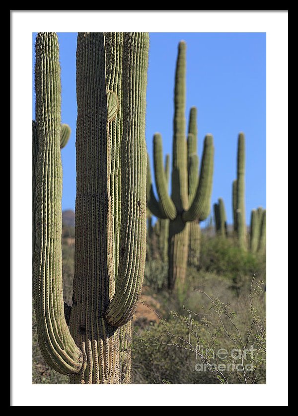 Cactus Tucson Arizona