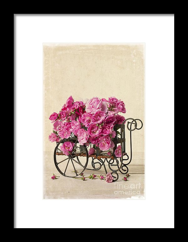 Old Roses fine art print