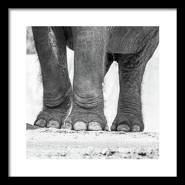 Elephant Legs by Edward M. Fielding at the San Diego Zoo, Balboa Park, San Diego, California.