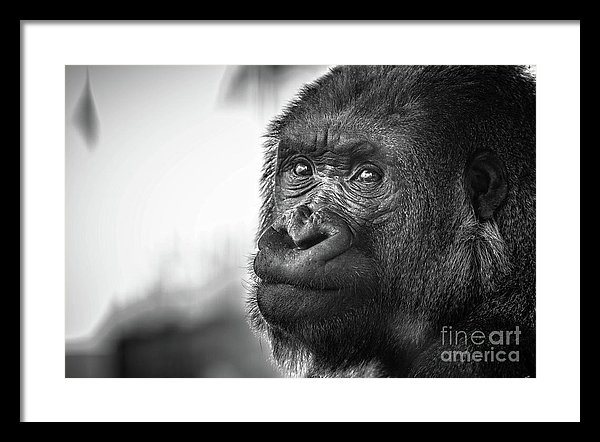 Gorilla Portrait 