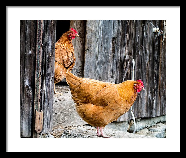 Chickens At The Barn