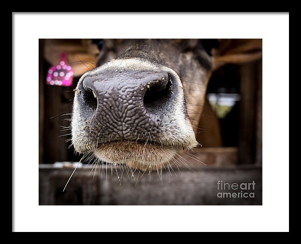 Cow Tunbridge Vermont