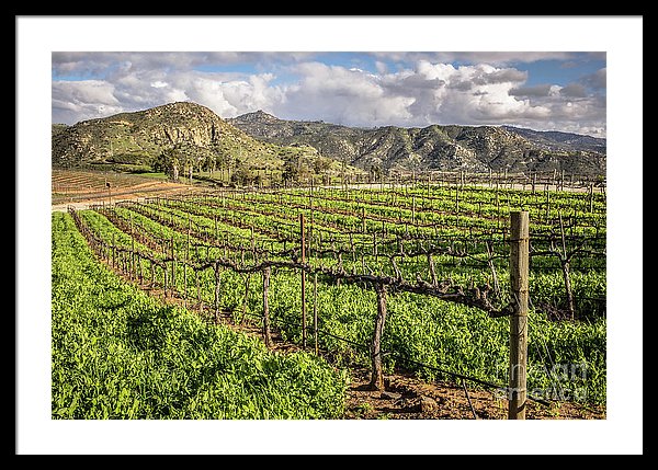 Orfila Vineyards