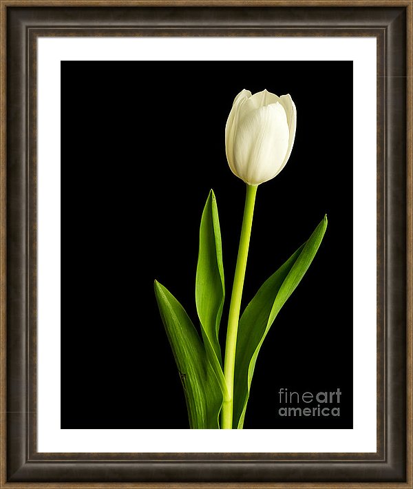 White Tulip Fine Art Photograph