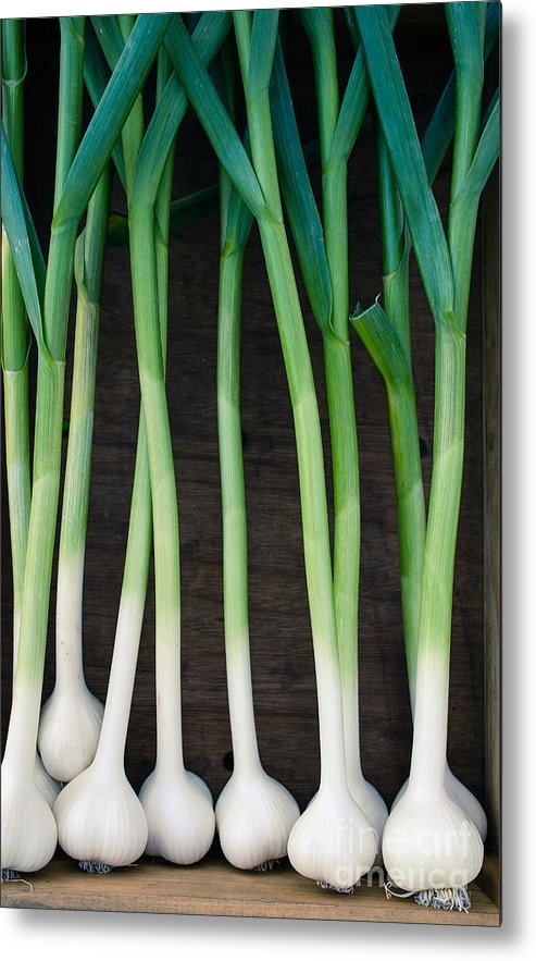 Fresh Garlic art