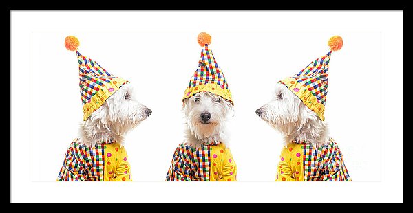 Clownig around with my favorite model, my westie.