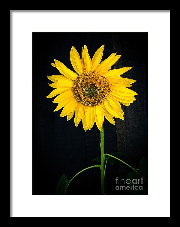 Sunflower Over Black