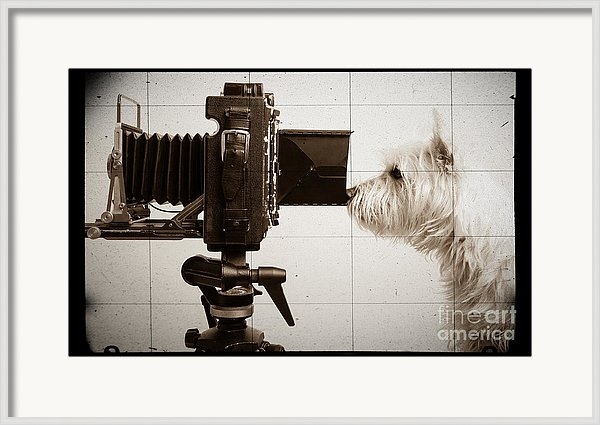 Pho Dog Grapher - Ground Glass View