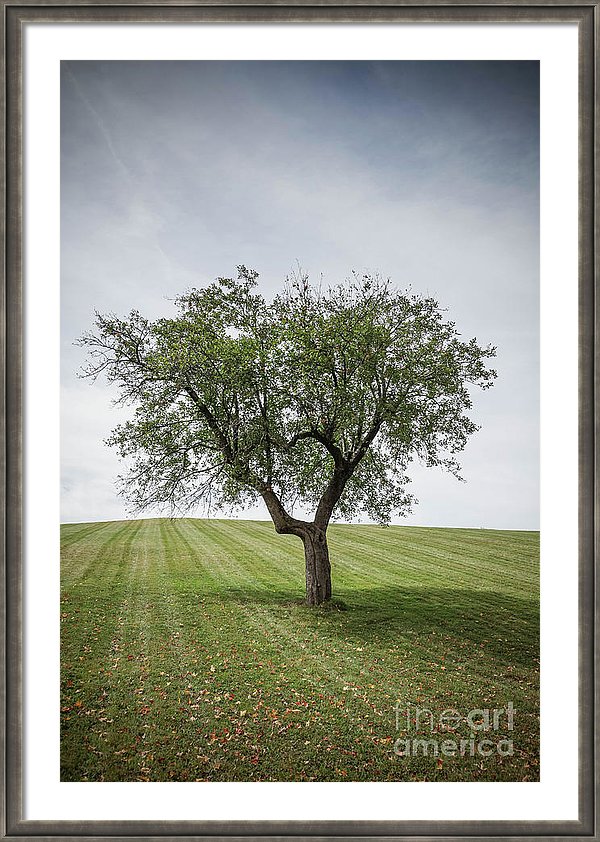 Lone Apple Tree by Edward M. Fielding