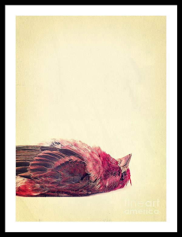 dead bird art