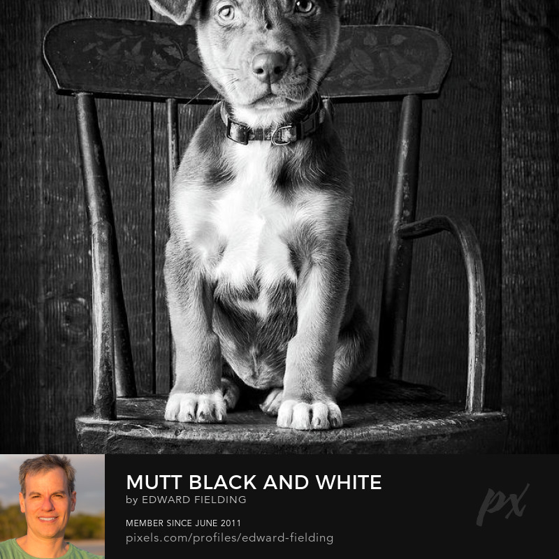 mutt dog photography