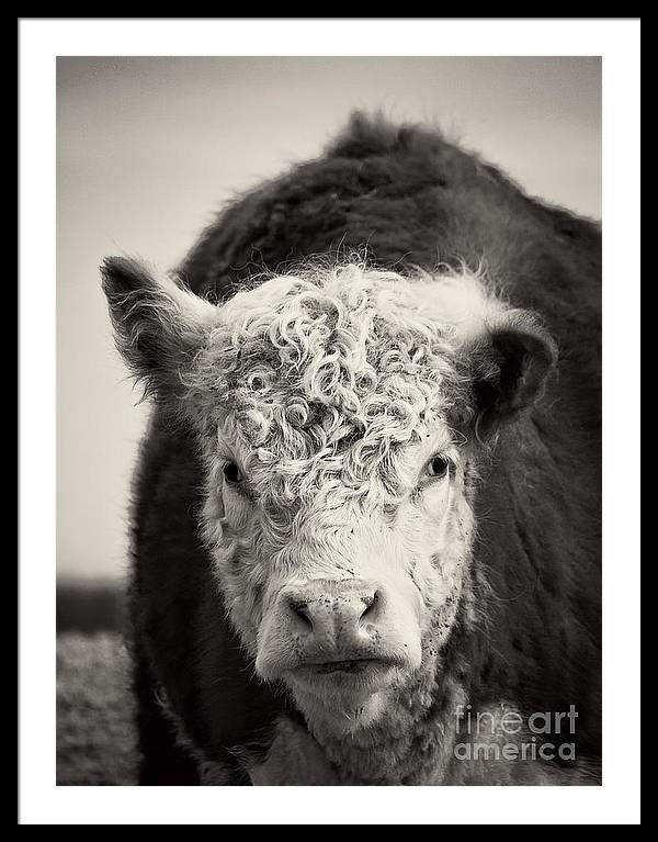 cow photograph for sale